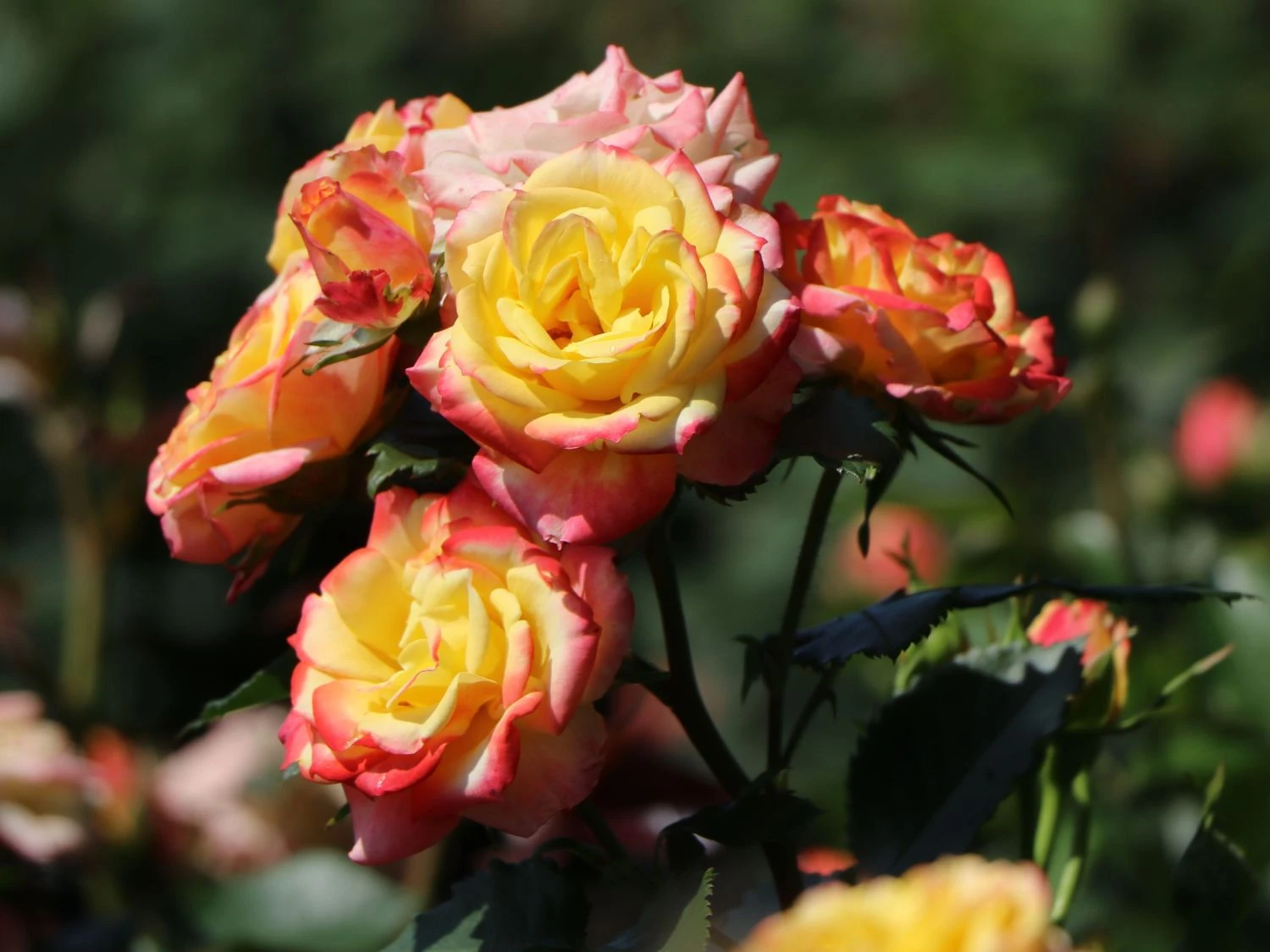 Zwergrose 'Tropical Clementine' ® 7 Zwergrose 'Tropical Clementine' ® – Bild 7