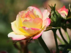 Zwergrose 'Tropical Clementine' ® 15 Zwergrose 'Tropical Clementine' ® -Deutschland Garten Funk Verkaufs-Shop zwergrose tropical clementine m094412 w 2