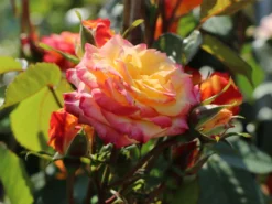 Zwergrose 'Tropical Clementine' ® 18 Zwergrose 'Tropical Clementine' ® -Deutschland Garten Funk Verkaufs-Shop zwergrose tropical clementine m094412 w 3