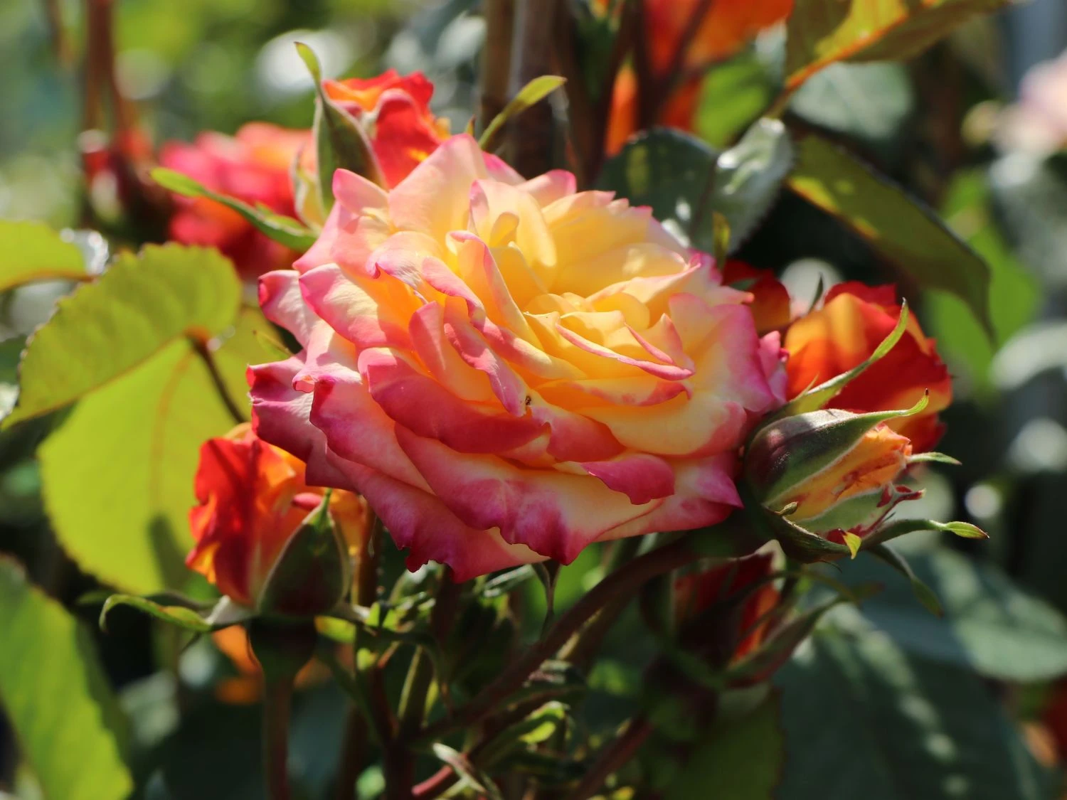 Zwergrose 'Tropical Clementine' ® 9 Zwergrose 'Tropical Clementine' ® – Bild 9