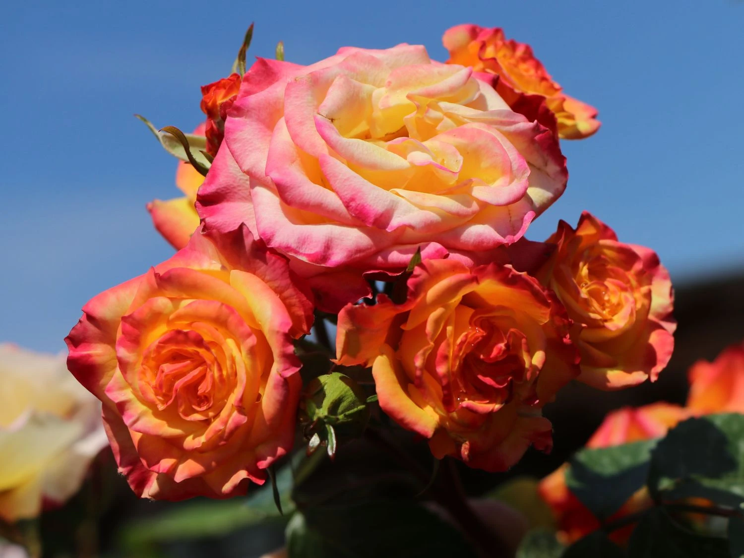 Zwergrose 'Tropical Clementine' ® 8 Zwergrose 'Tropical Clementine' ® – Bild 8