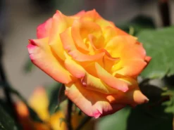 Zwergrose 'Tropical Clementine' ® 12 Zwergrose 'Tropical Clementine' ® -Deutschland Garten Funk Verkaufs-Shop zwergrose tropical clementine m094412 w 5