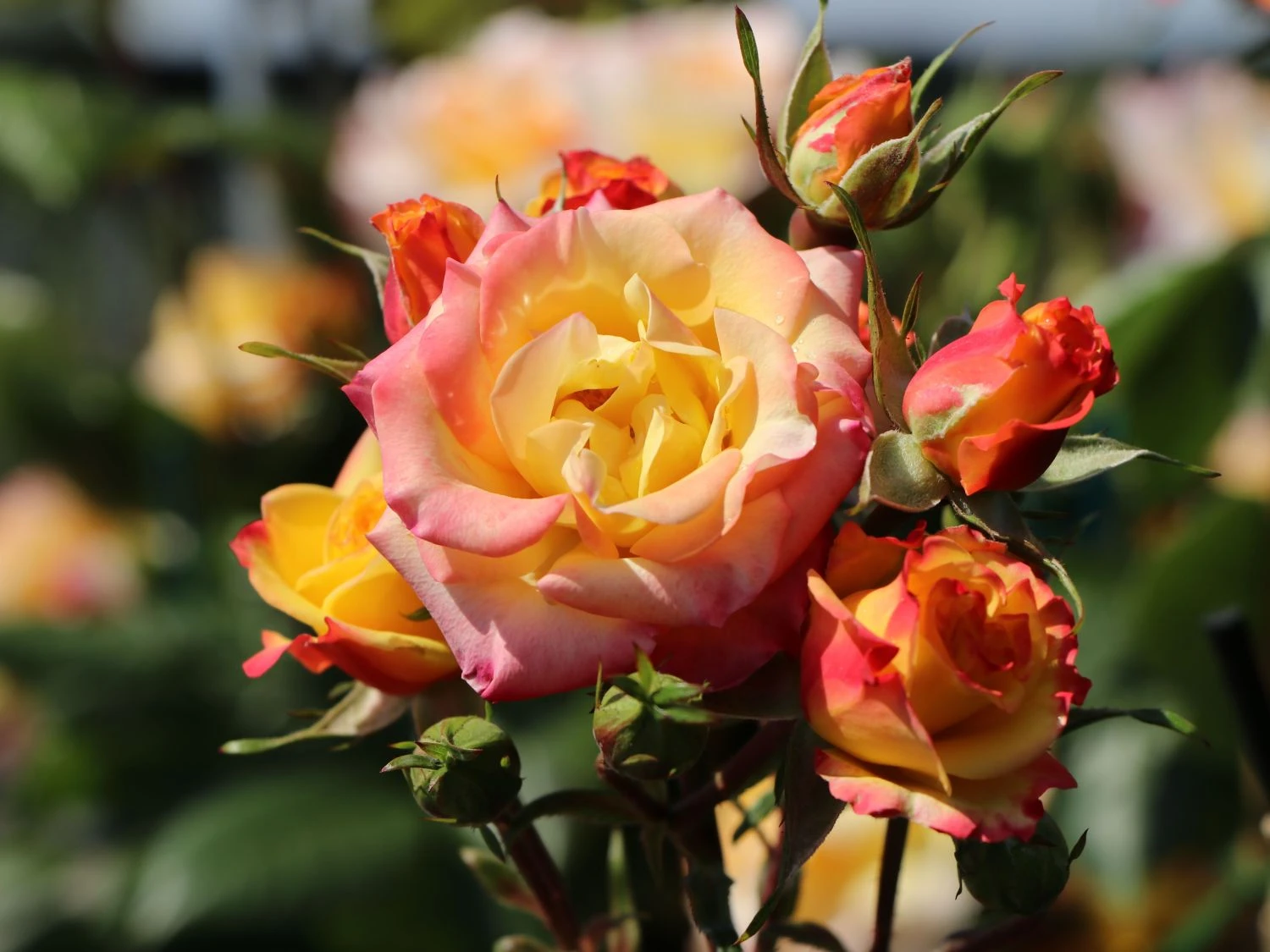 Zwergrose 'Tropical Clementine' ® 2 Zwergrose 'Tropical Clementine' ® – Bild 2