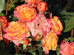 Zwergrose 'Tropical Clementine' ® 13 Zwergrose 'Tropical Clementine' ® -Deutschland Garten Funk Verkaufs-Shop zwergrose tropical clementine m094412 w 7