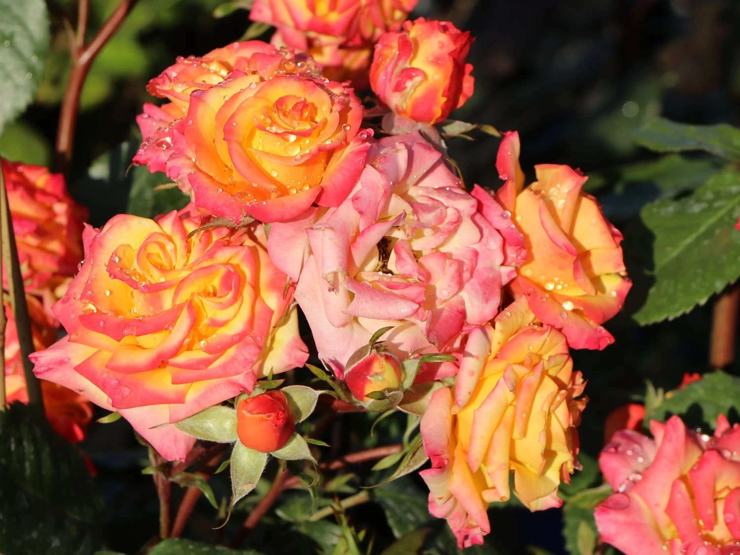 Zwergrose 'Tropical Clementine' ® 4 Zwergrose 'Tropical Clementine' ® – Bild 4