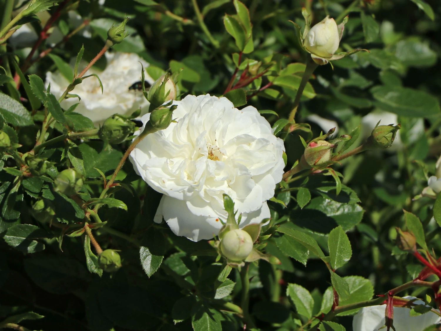 Zwergrose 'White Babyflor ®' 2 Zwergrose 'White Babyflor ®' – Bild 2