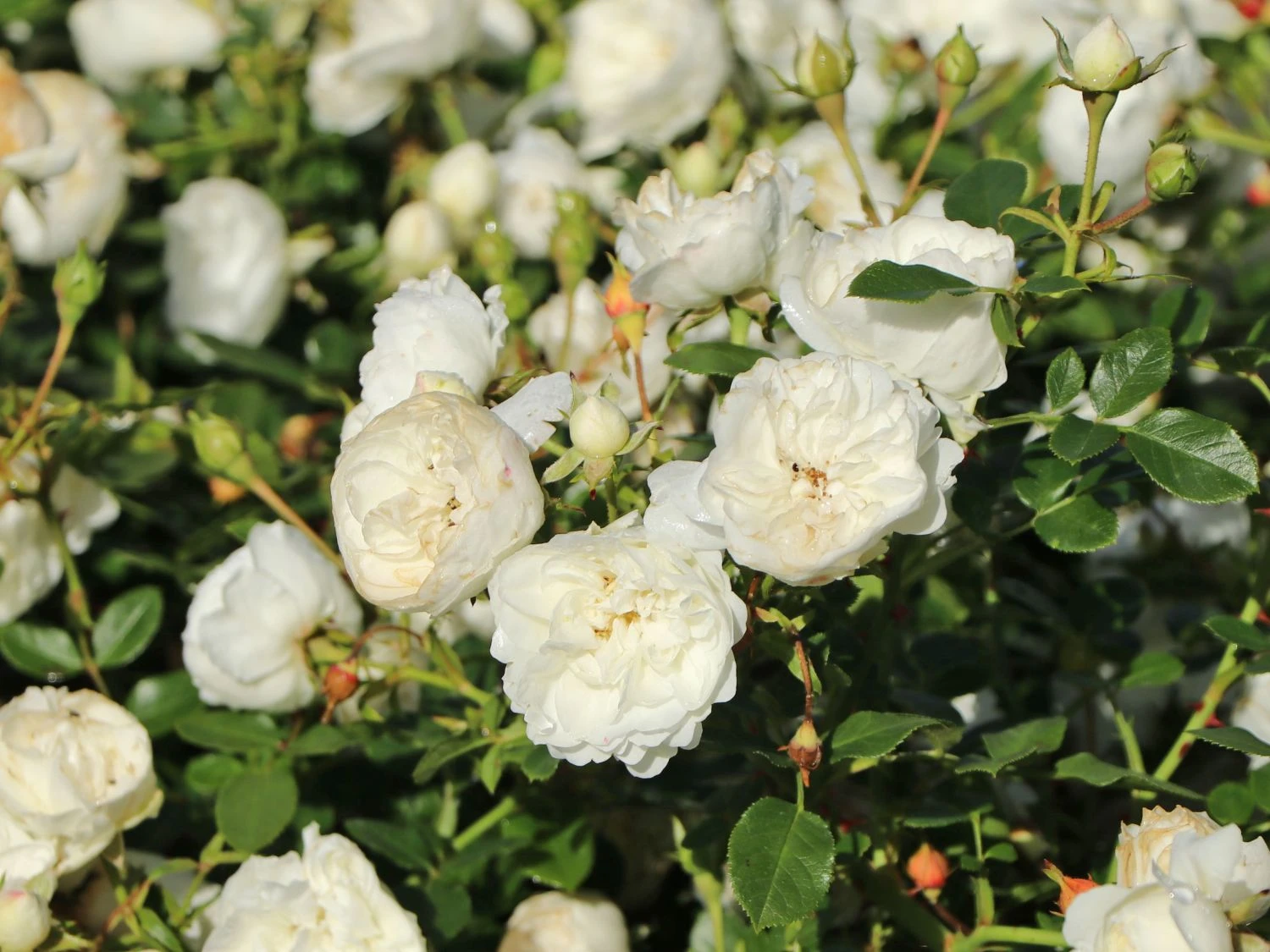 Zwergrose 'White Babyflor ®' 3 Zwergrose 'White Babyflor ®' – Bild 3