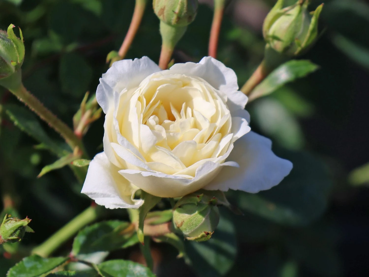 Zwergrose 'White Babyflor ®' 6 Zwergrose 'White Babyflor ®' – Bild 6