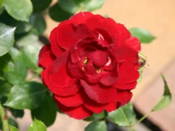 Zwergrose 'Zwergkönig' ® -Deutschland Garten Funk Verkaufs-Shop zwergrose zwergkoenig 78 m002774 w 1