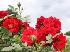 Zwergrose 'Zwergkönig' ® -Deutschland Garten Funk Verkaufs-Shop zwergrose zwergkoenig 78 m002774 w 2