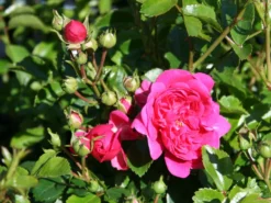 Zwergrose / Bodendecker-Rose 'Pepita' ® -Deutschland Garten Funk Verkaufs-Shop zwergrosebodendeckerrose pepita m005936 w 0