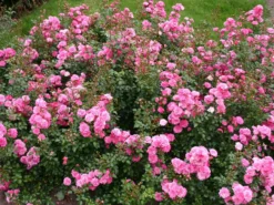 Zwergrose / Bodendecker-Rose 'Pepita' ® -Deutschland Garten Funk Verkaufs-Shop zwergrosebodendeckerrose pepita m005936 w 1