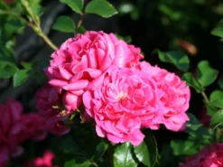 Zwergrose / Bodendecker-Rose 'Pepita' ® -Deutschland Garten Funk Verkaufs-Shop zwergrosebodendeckerrose pepita m005936 w 2
