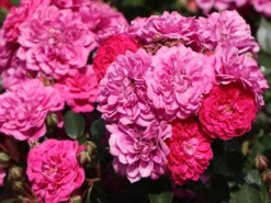 Zwergrose / Bodendecker-Rose 'Roxy' ®
