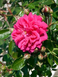 Zwergrose / Bodendecker-Rose 'Roxy' ® -Deutschland Garten Funk Verkaufs-Shop zwergrosebodendeckerrose roxy m046941 w 0