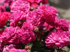 Zwergrose / Bodendecker-Rose 'Roxy' ® -Deutschland Garten Funk Verkaufs-Shop zwergrosebodendeckerrose roxy m046941 w 1