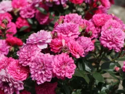 Zwergrose / Bodendecker-Rose 'Roxy' ® -Deutschland Garten Funk Verkaufs-Shop zwergrosebodendeckerrose roxy m046941 w 3