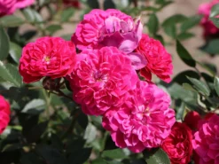 Zwergrose / Bodendecker-Rose 'Roxy' ® -Deutschland Garten Funk Verkaufs-Shop zwergrosebodendeckerrose roxy m046941 w 4