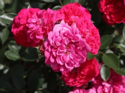Zwergrose / Bodendecker-Rose 'Roxy' ® -Deutschland Garten Funk Verkaufs-Shop zwergrosebodendeckerrose roxy m046941 w 5