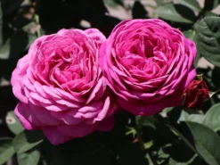 Zwergrose / Bodendecker-Rose 'Roxy' ® -Deutschland Garten Funk Verkaufs-Shop zwergrosebodendeckerrose roxy m046941 w 6
