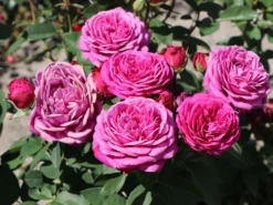Zwergrose / Bodendecker-Rose 'Roxy' ® -Deutschland Garten Funk Verkaufs-Shop zwergrosebodendeckerrose roxy m046941 w 7