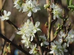 Zwetsche 'Cacaks Schöne' -Deutschland Garten Funk Verkaufs-Shop zwetsche cacaks schoene m005138 w 0