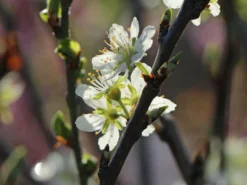 Zwetsche 'Cacaks Schöne' -Deutschland Garten Funk Verkaufs-Shop zwetsche cacaks schoene m005138 w 2
