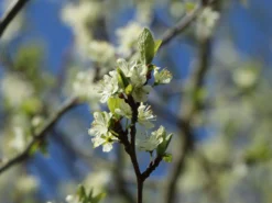 Zwetsche 'Frühe Fruchtbare' 7 Zwetsche 'Frühe Fruchtbare' -Deutschland Garten Funk Verkaufs-Shop zwetsche fruehe fruchtbare m005140 w 0
