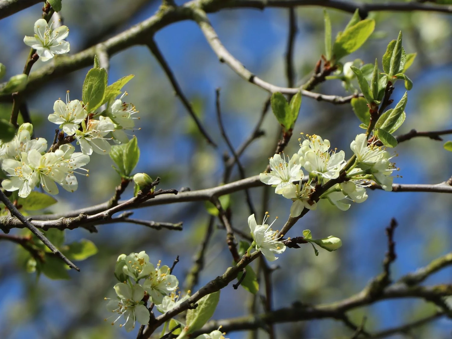 Zwetsche 'Frühe Fruchtbare' 2 Zwetsche 'Frühe Fruchtbare' – Bild 2