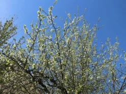 Zwetsche 'Frühe Fruchtbare' 6 Zwetsche 'Frühe Fruchtbare' -Deutschland Garten Funk Verkaufs-Shop zwetsche fruehe fruchtbare m005140 w 2