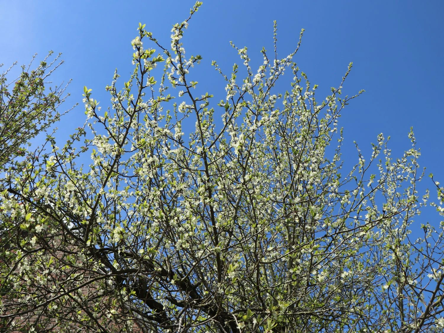 Zwetsche 'Frühe Fruchtbare' 3 Zwetsche 'Frühe Fruchtbare' – Bild 3