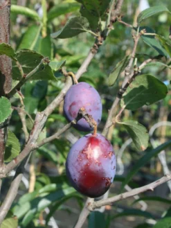 Zwetsche 'Geisenheimer Top' -Deutschland Garten Funk Verkaufs-Shop zwetsche geisenheimer top m063116 w 0