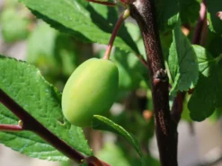 Zwetsche 'Haganta' ® -Deutschland Garten Funk Verkaufs-Shop zwetsche haganta m045512 w 1