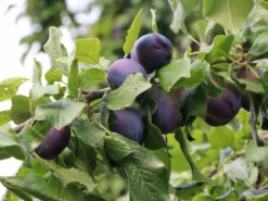 Zwetsche 'Italienische Zwetsche'