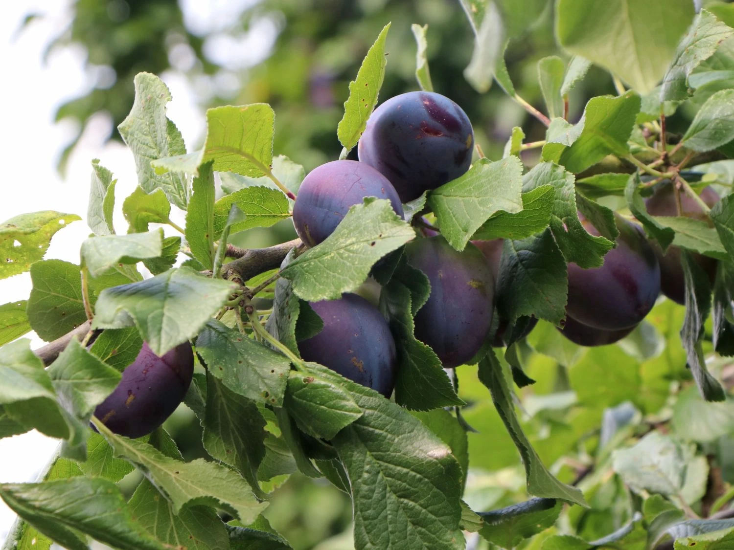 Zwetsche 'Italienische Zwetsche' 1 Zwetsche 'Italienische Zwetsche'