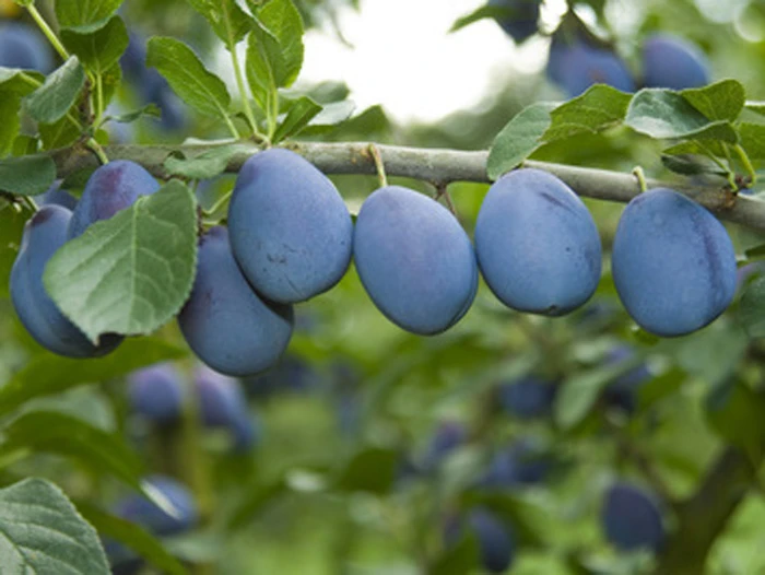 Zwetsche 'Jojo' ® 1 Zwetsche 'Jojo' ®