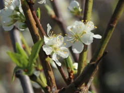 Zwetsche 'Jojo' ® 7 Zwetsche 'Jojo' ® -Deutschland Garten Funk Verkaufs-Shop zwetsche jojo m046467 w 0