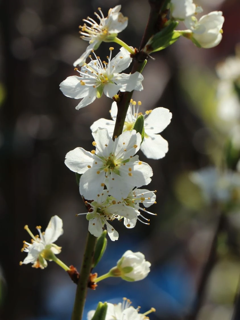 Zwetsche 'Jojo' ® 3 Zwetsche 'Jojo' ® – Bild 3