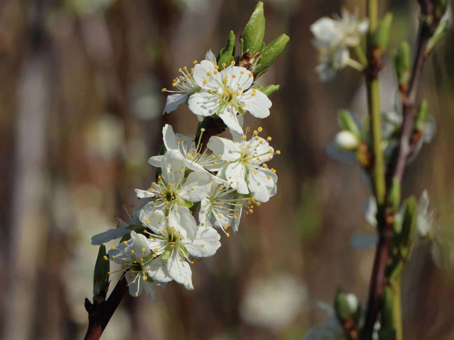 Zwetsche 'Jojo' ® 2 Zwetsche 'Jojo' ® – Bild 2