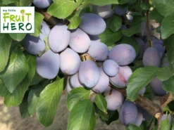 Zwetsche My Little Fruit Hero ® 'Herman'