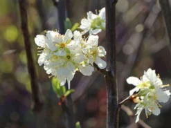 Zwetsche 'Schönberger Zwetsche' / 'Große Hauszwetschge' -Deutschland Garten Funk Verkaufs-Shop zwetsche schoenberger zwetsche grosse hauszwetschge m102664 w 0