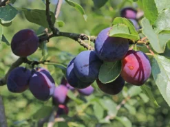 Zwetsche 'Tegera' ®