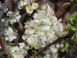 Zwetsche 'Tegera' ® -Deutschland Garten Funk Verkaufs-Shop zwetsche tegera m045524 w 0