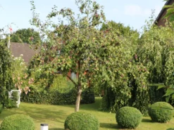 Zwetsche 'Tegera' ® -Deutschland Garten Funk Verkaufs-Shop zwetsche tegera m045524 w 2