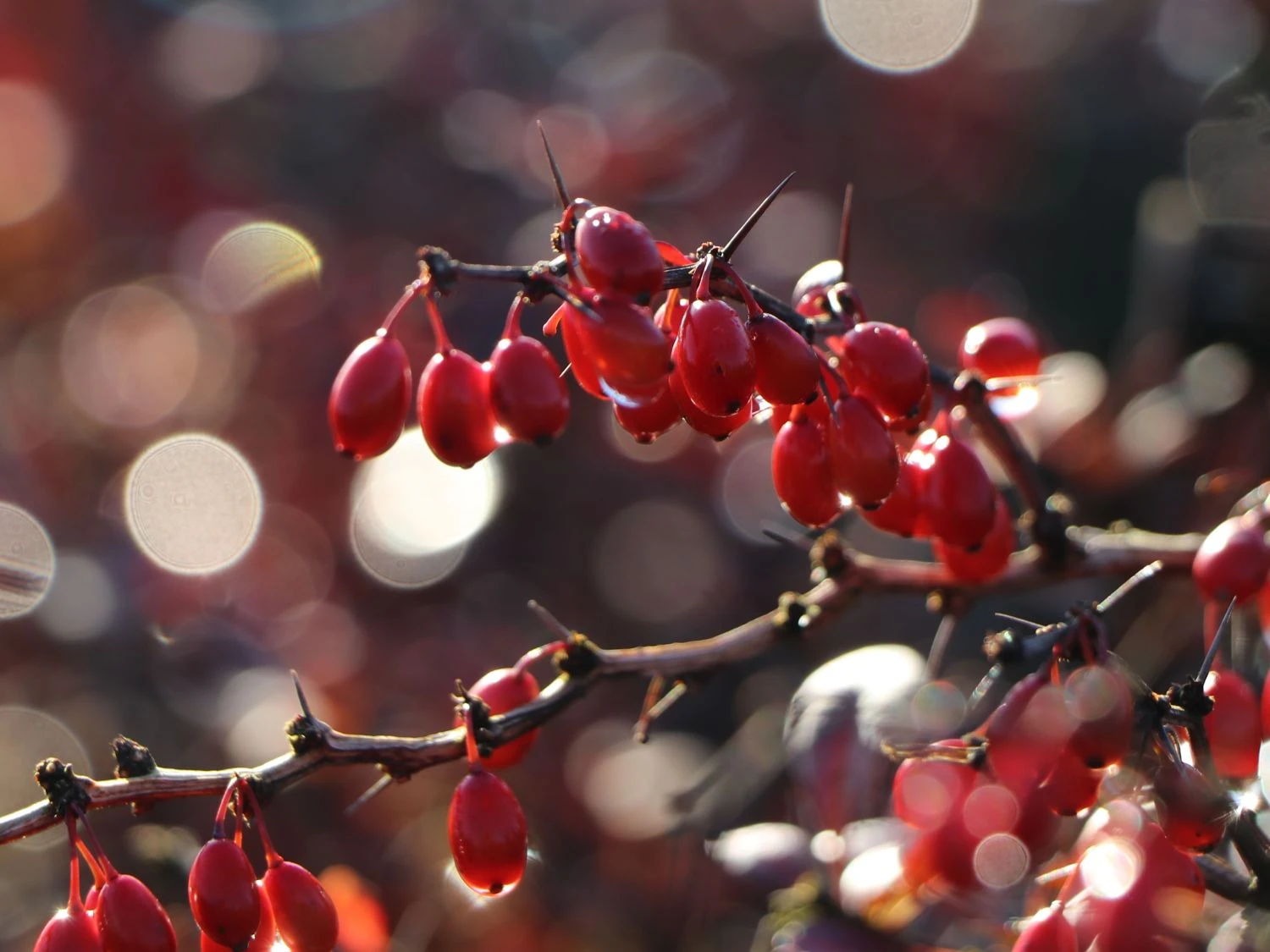 Deutschland Garten Funk Verkaufs-Shop 34 Deutschland Garten Funk Verkaufs-Shop -Deutschland Garten Funk Verkaufs-Shop 2